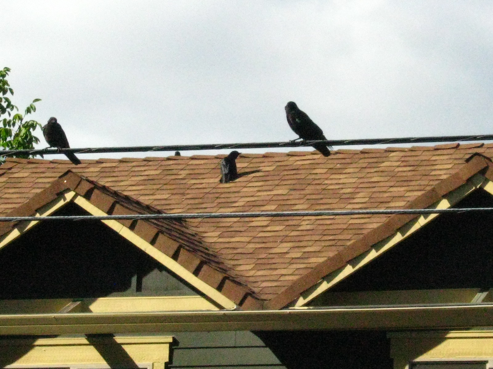 beginning phenology: crows