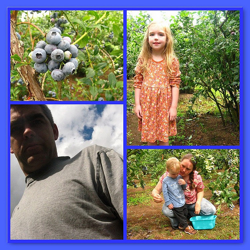 blueberries on the island